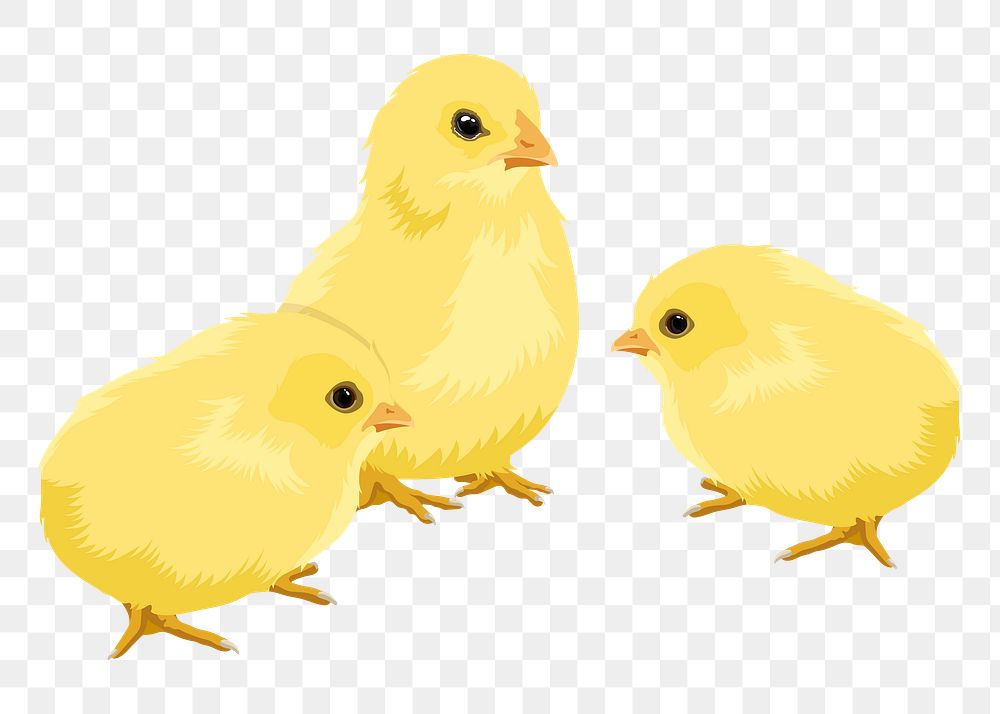 Baby chicks png illustration sticker, transparent background