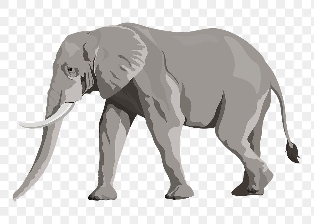 Elephant png illustration sticker, safari wild animal, transparent background