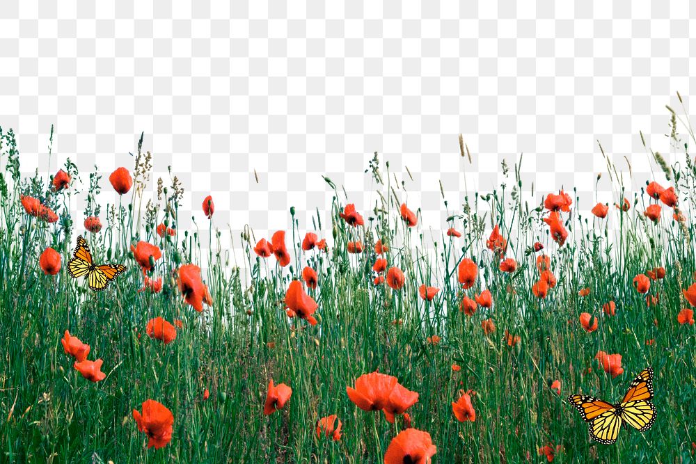 Flower field png border, red poppy transparent background