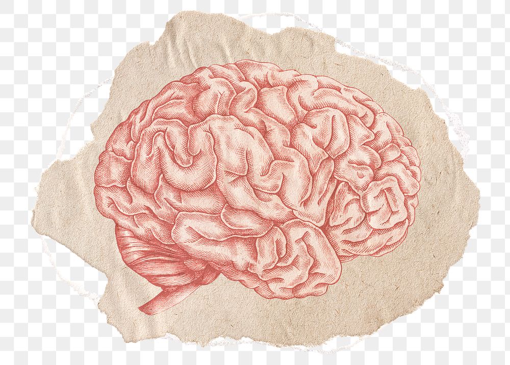 Brain png sticker, ripped paper transparent background