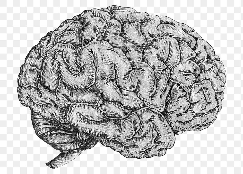 Grayscale brain png sticker, medical transparent background