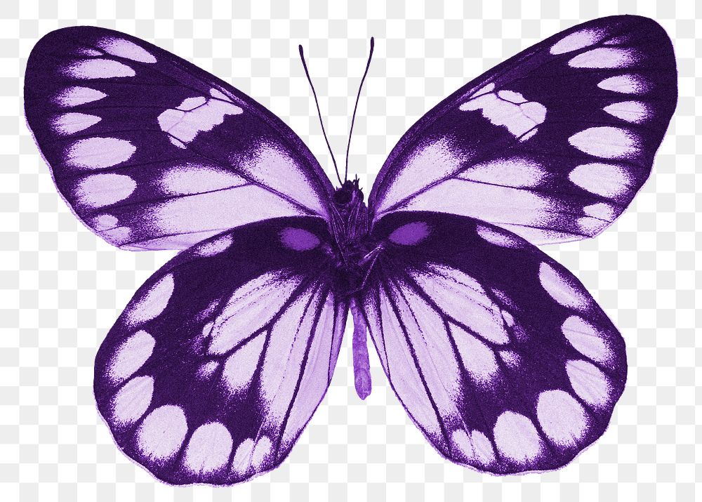 Purple butterfly png sticker, insect transparent background