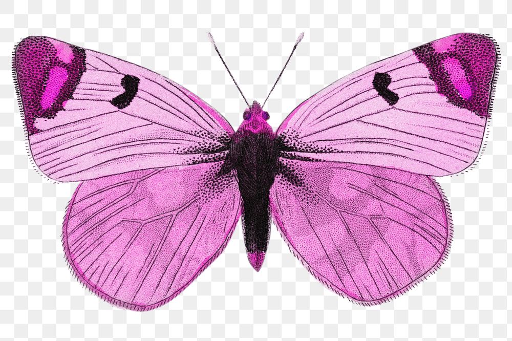 Pink butterfly png sticker, insect transparent background