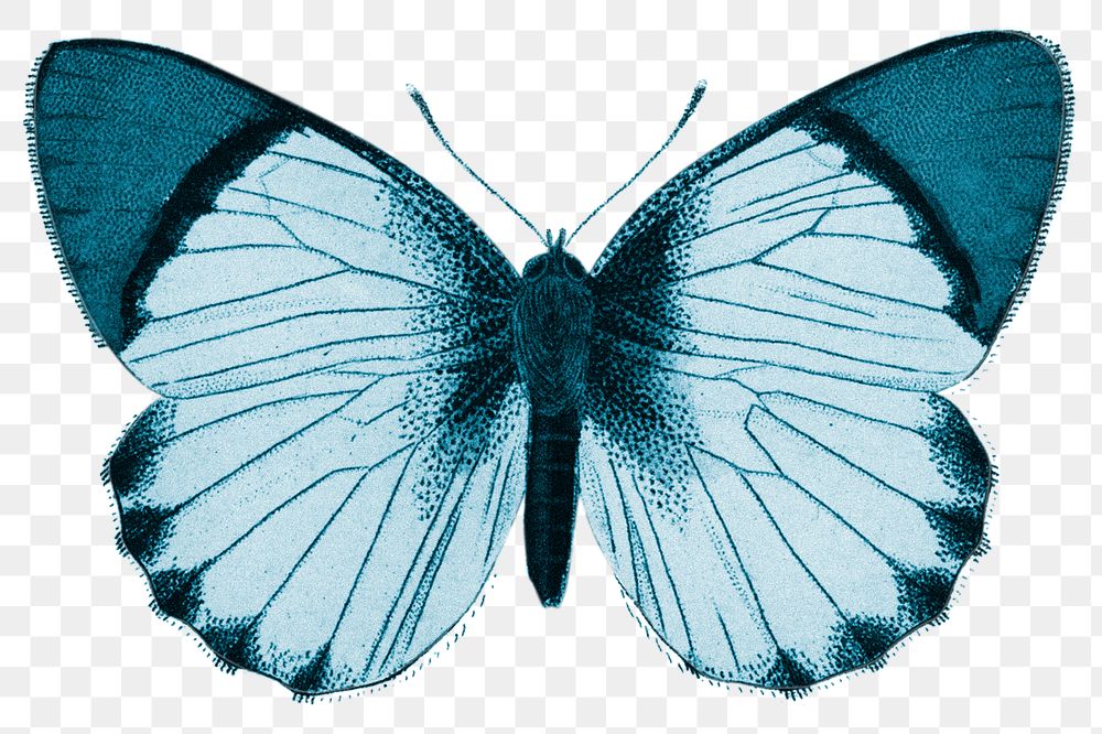 Blue butterfly png sticker, insect transparent background