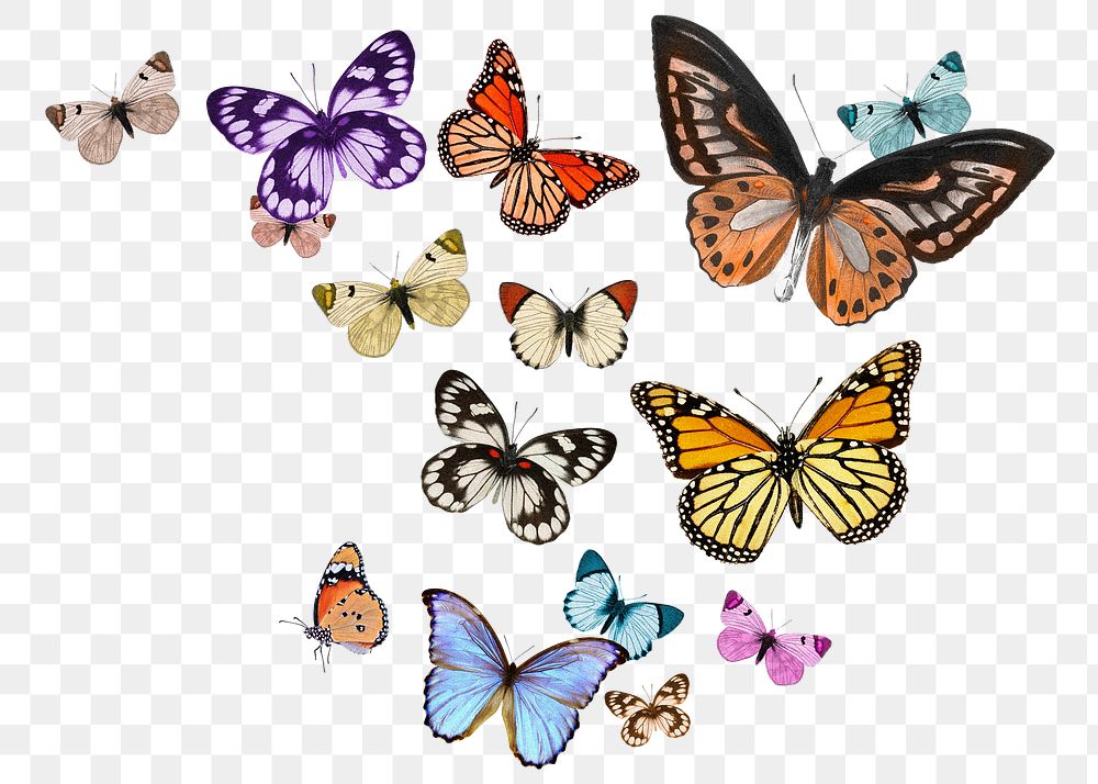 Png colorful freedom butterflies sticker, insect transparent background