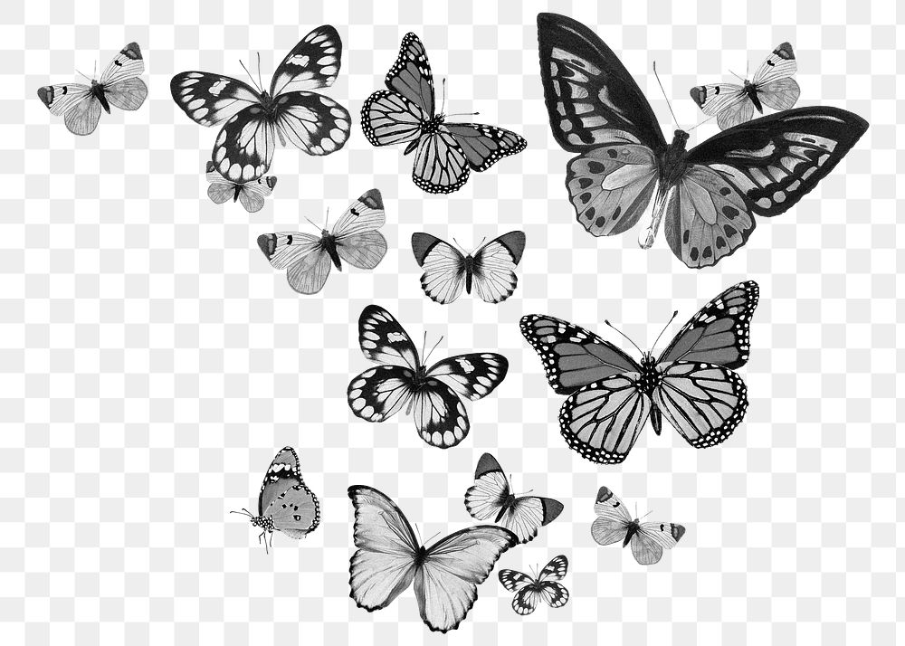 Grayscale butterflies png sticker, insect transparent background
