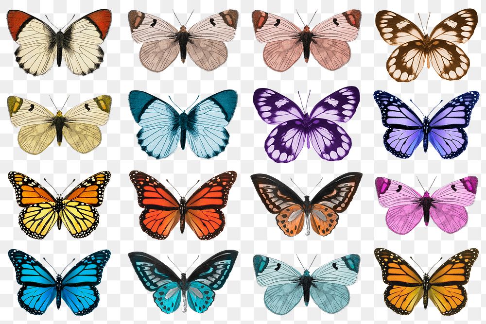 Butterflies set png sticker, insect transparent background