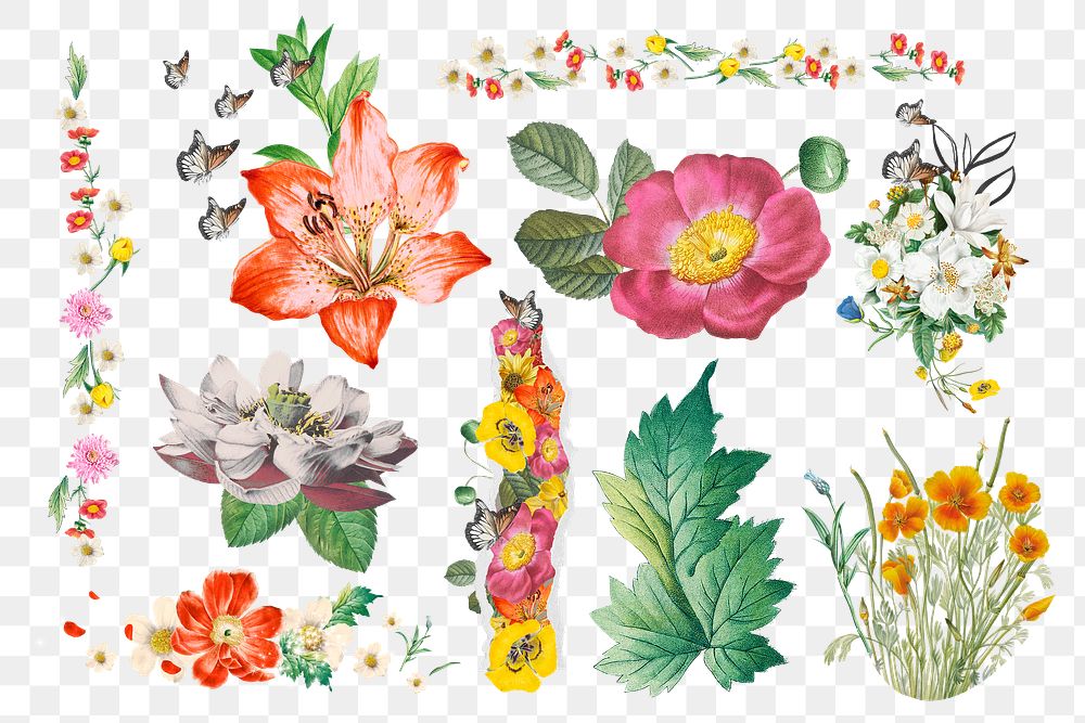 Flower png sticker set, botanical transparent background