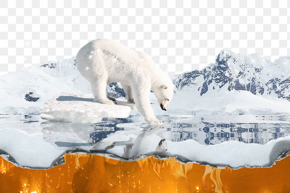 Polar bear png border, melting glacier, transparent background