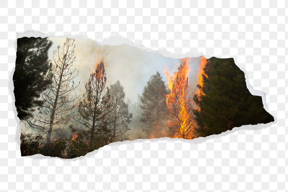 Forest fire png ripped paper sticker, transparent background