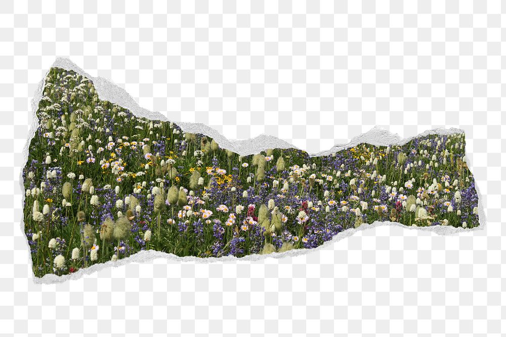 Flower field png ripped paper, transparent background