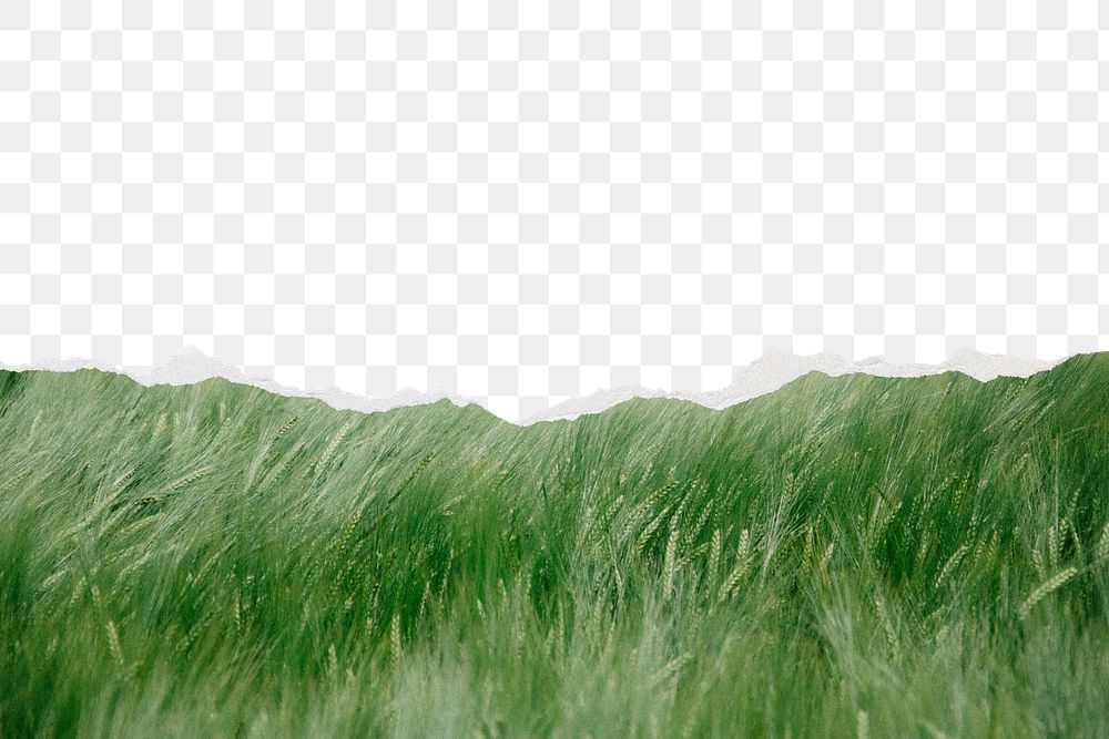 Green grass png ripped paper border, transparent background