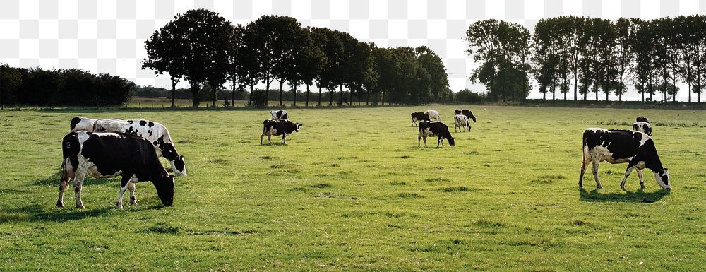 Cattle png border, cow grazing, transparent background