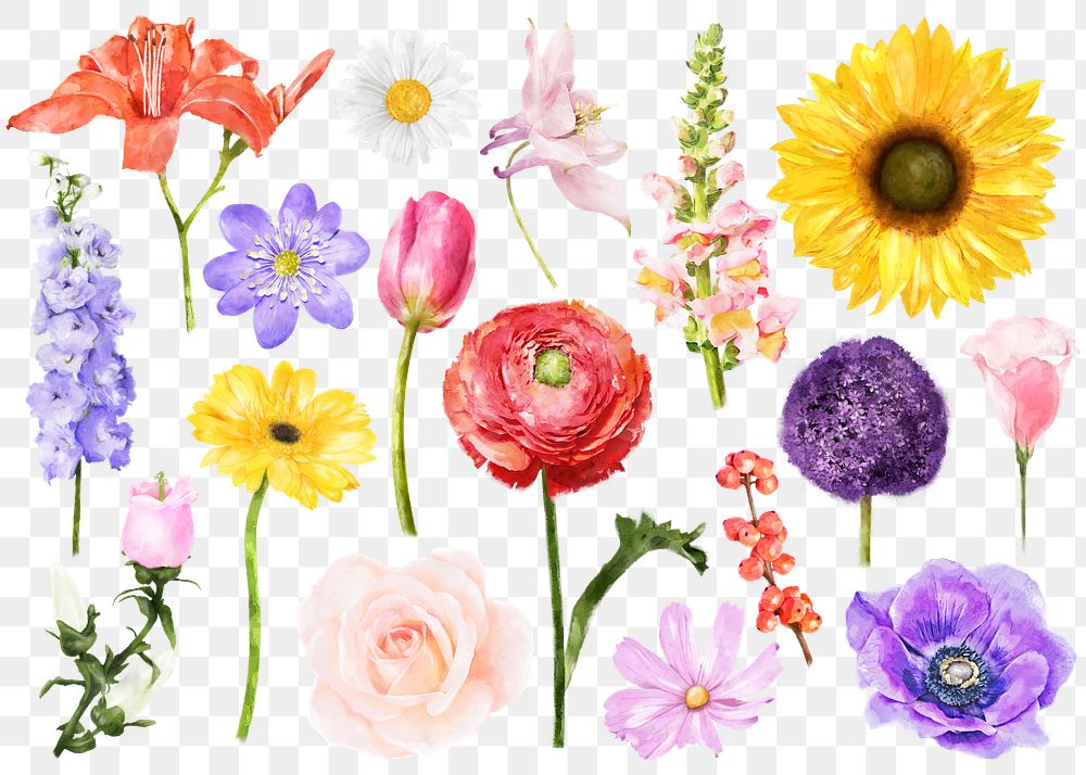 Flower png, watercolor collage element set on transparent background