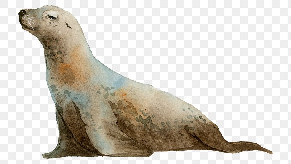 Watercolor painted seal transparent png