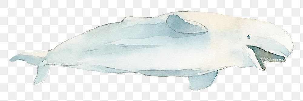 Watercolor painted beluga whale transparent png