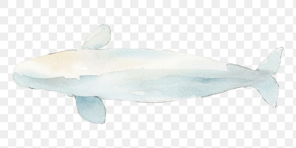 Watercolor painted beluga whale transparent png