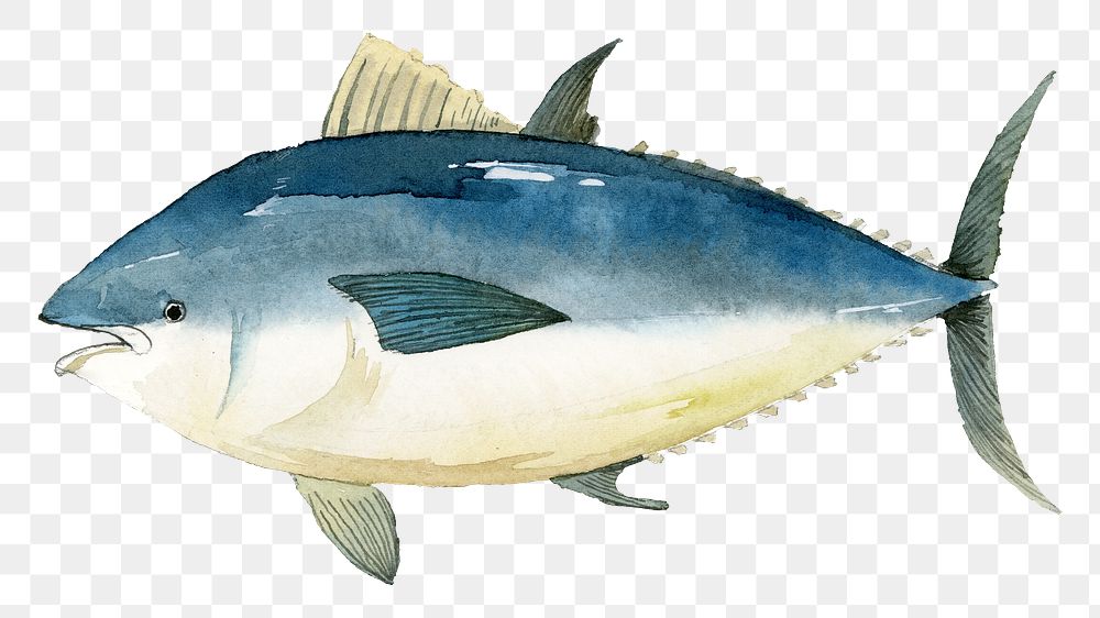 Watercolor painted tuna transparent png