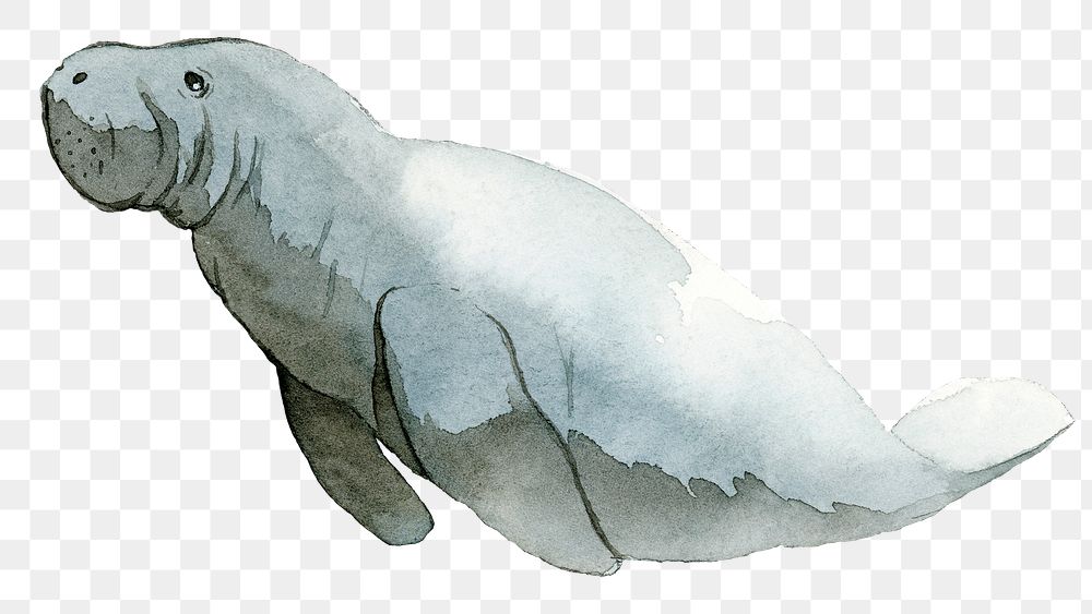 Watercolor painted dugong transparent png