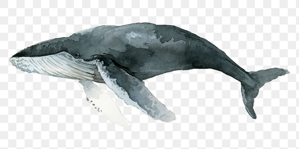Watercolor painted humpback whale transparent png