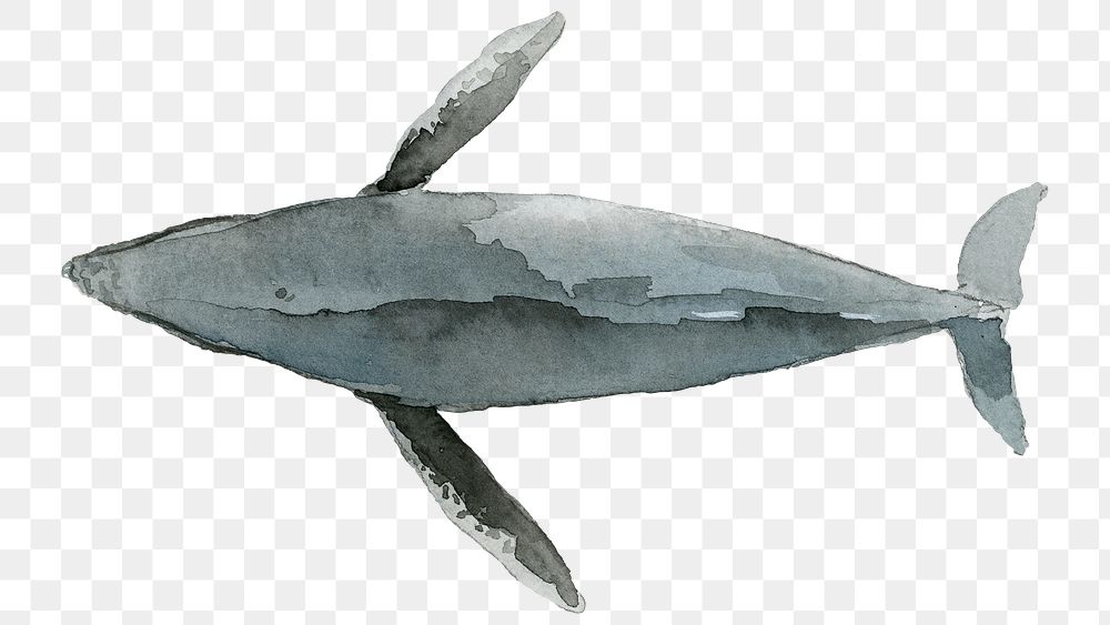 Watercolor painted whale transparent png