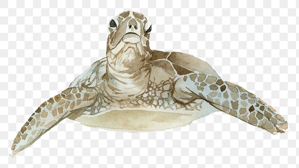 Watercolor painted sea turtle transparent png