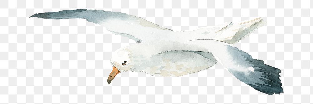 Watercolor painted seagull transparent png