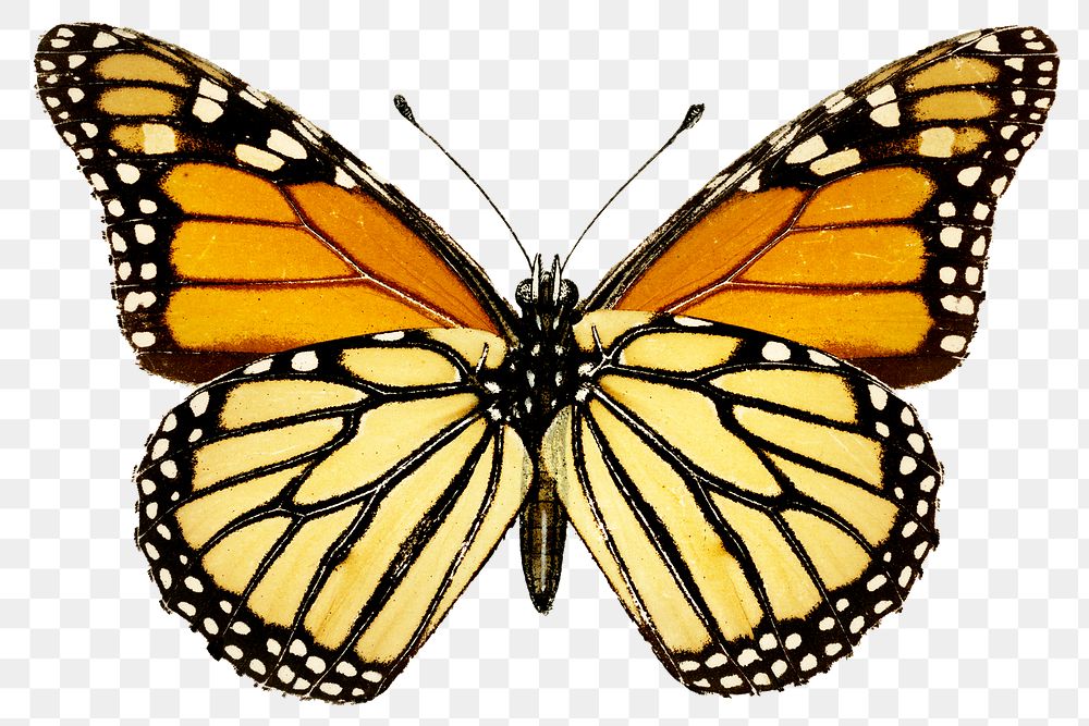 Vintage Monarch butterfly illustration design element 