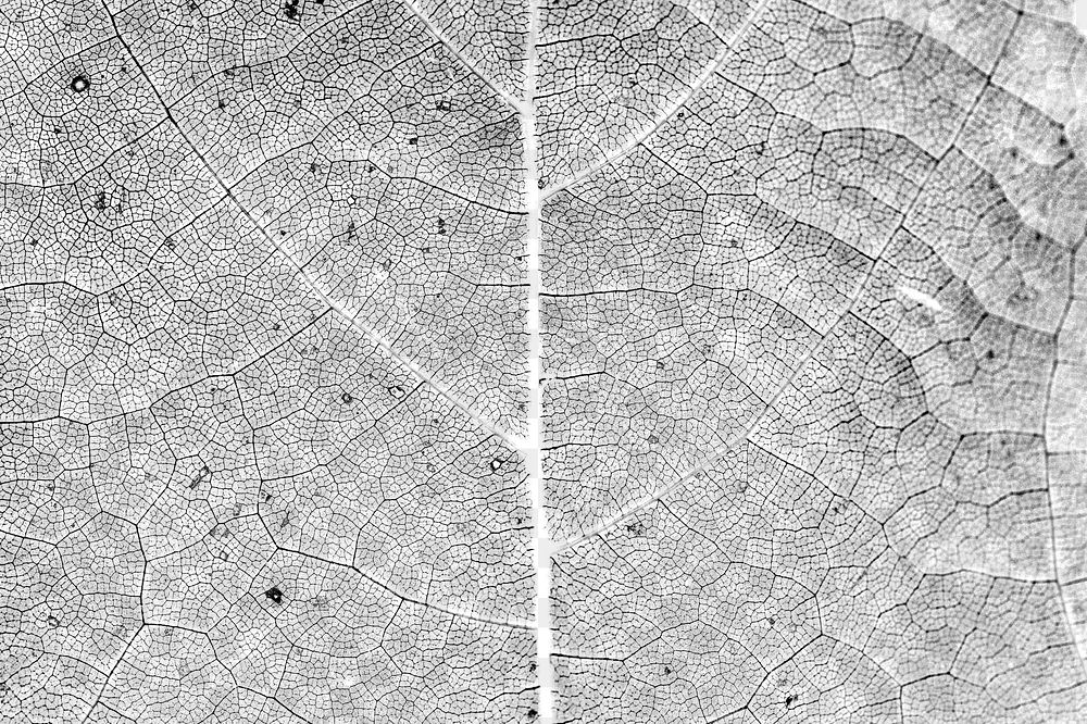 Monotone leaf pattern textured backdrop design element