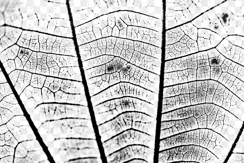 Monotone leaf pattern textured backdrop design element