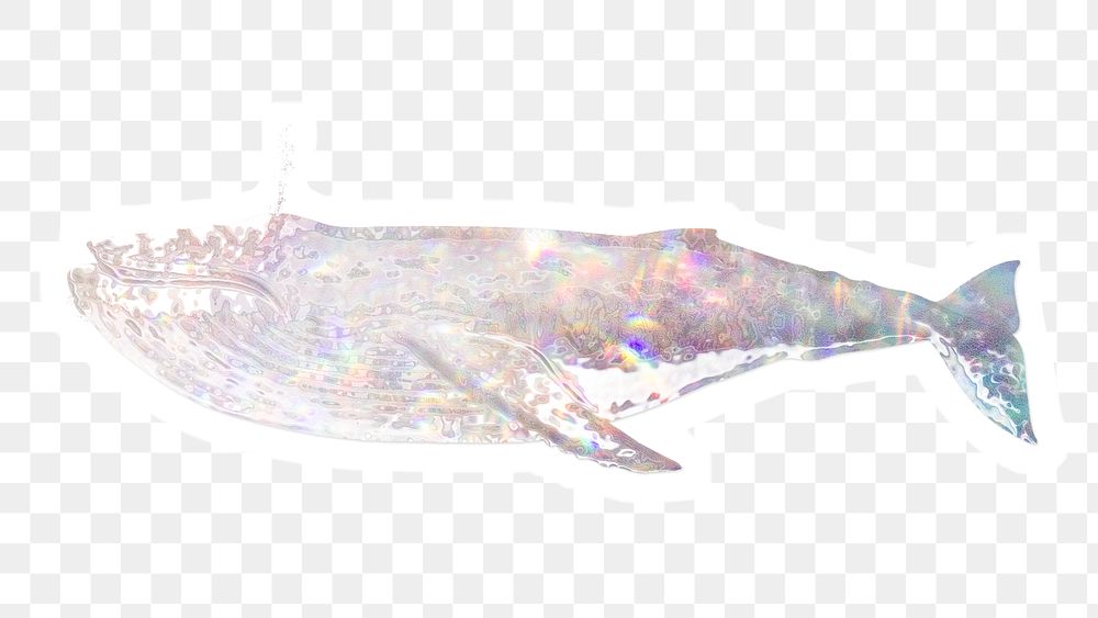 Silvery holographic humpback whale  sticker with a white border
