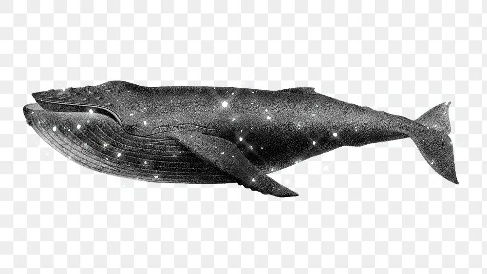 Hand drawn sparkling humpback whale design element
