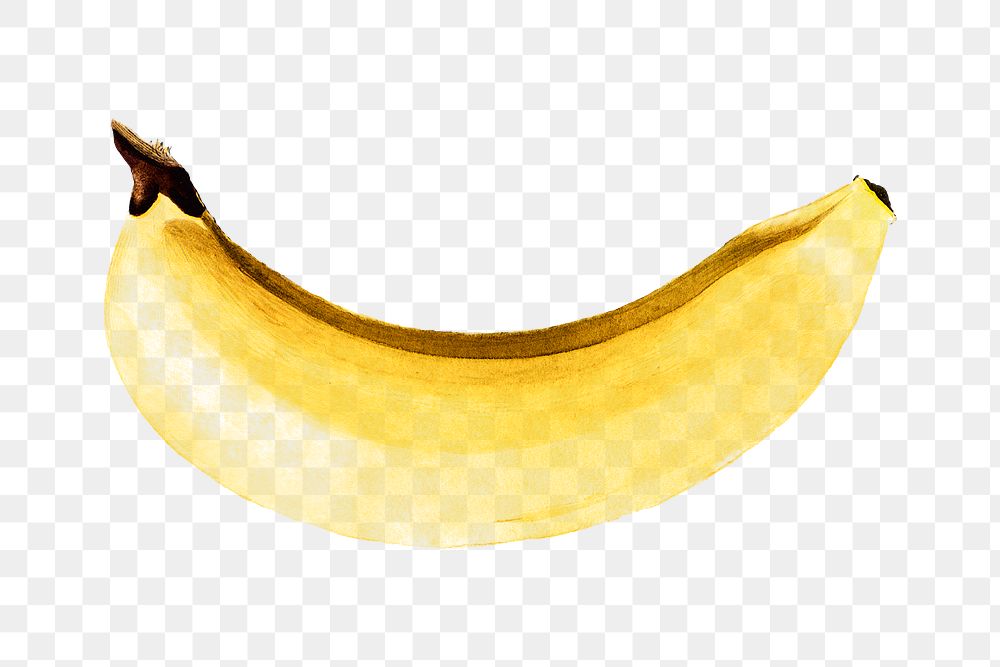 Hand colored banana design element