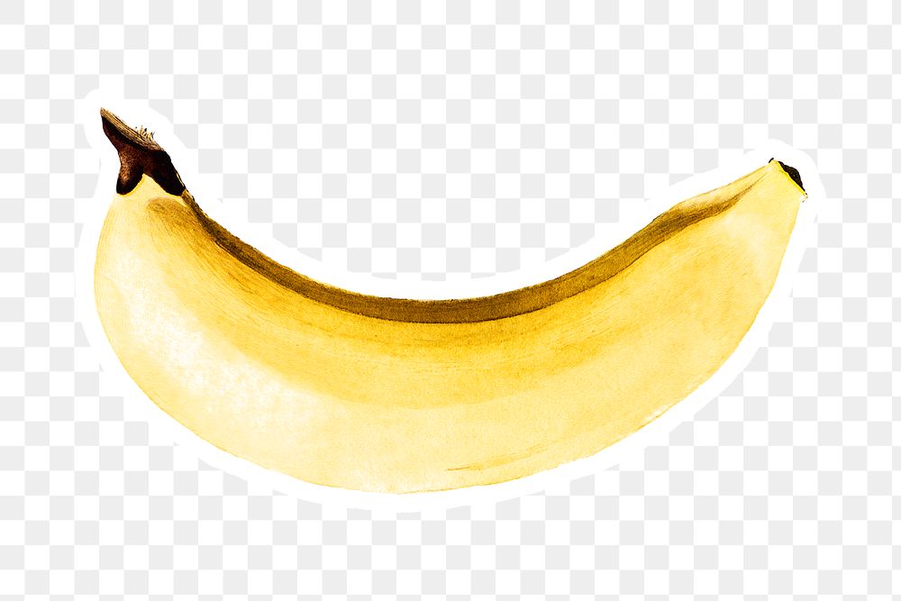 Hand colored banana sticker design element with white border