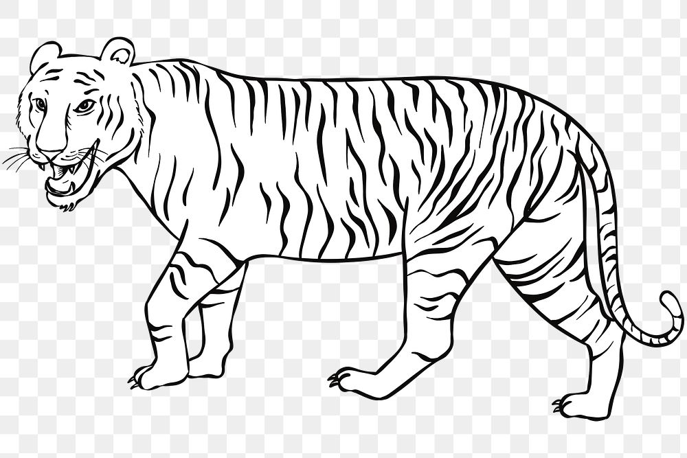 Hand drawn wildlife tiger png