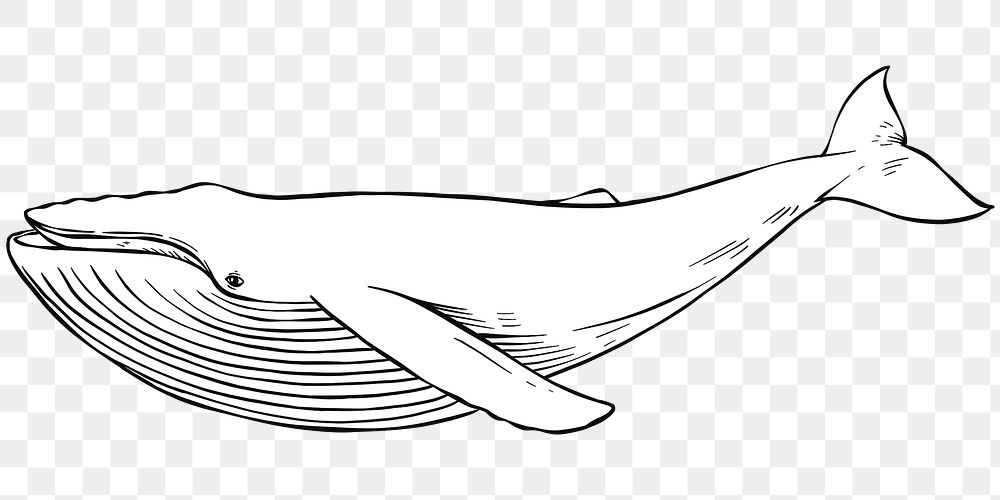 Vintage png hand drawn whale cartoon clipart black and white