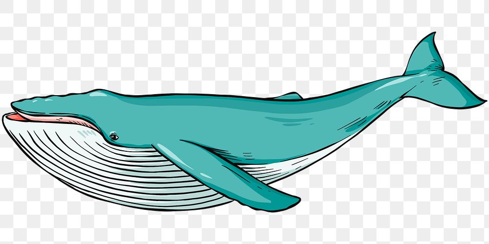 Vintage hand drawn png whale cartoon clipart