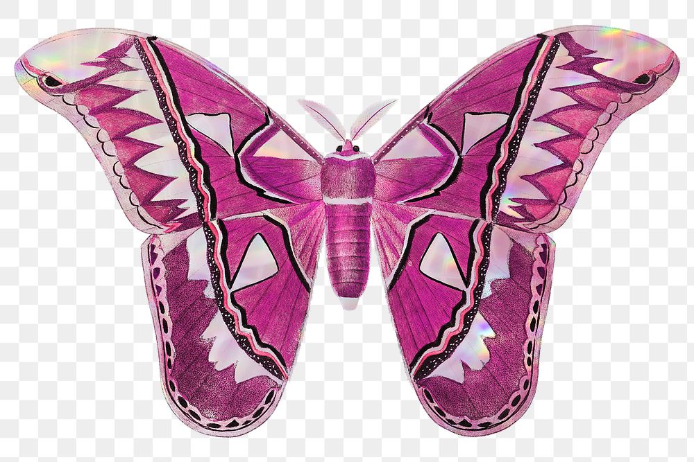 Pink Attacus Atlas Moth design element
