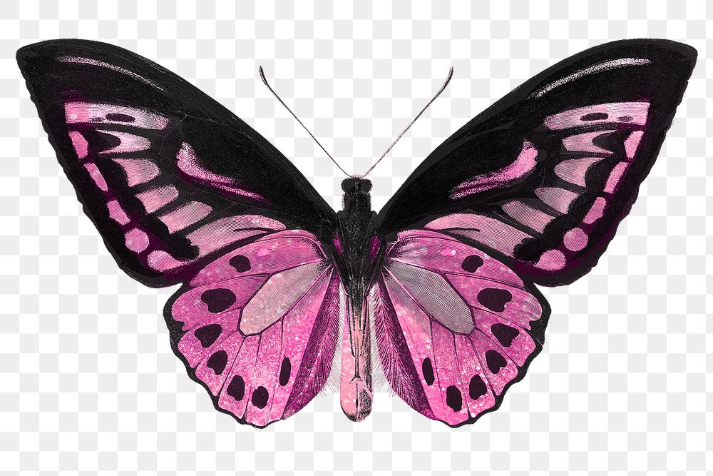 Glittery pink butterfly design element