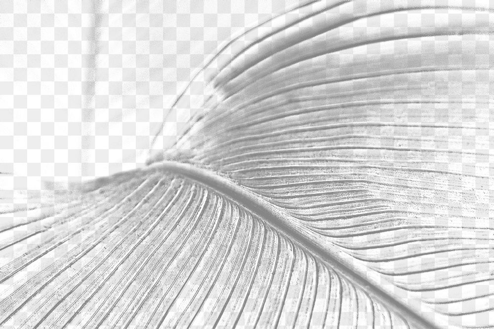 Gray bird of paradise leaf textured design element 