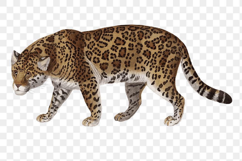 Hand drawn jaguar design element