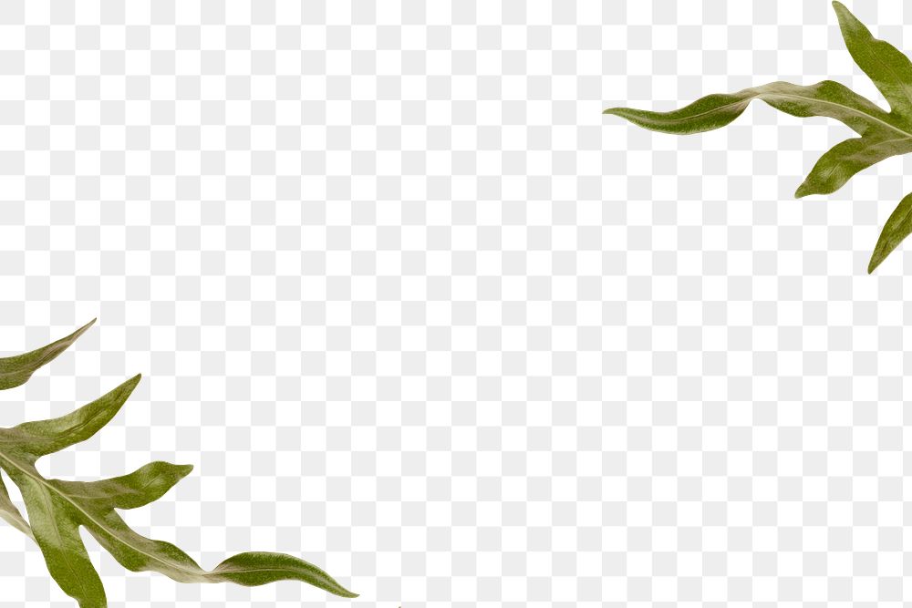Png doryopteris nobilis arrowhead fern border transparent backgorund