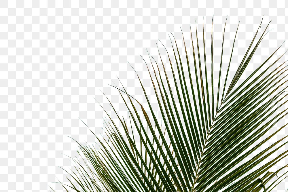 Tropical palm leaf design element 