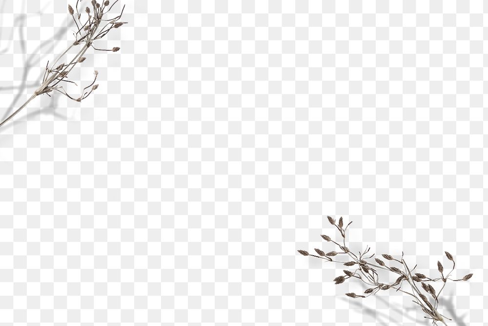 Png dry flower twig transparent background