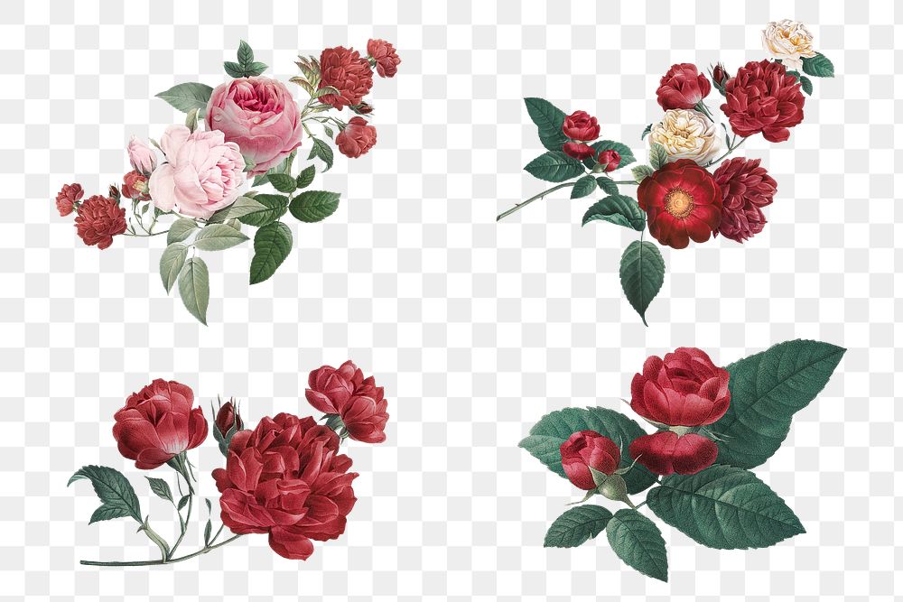 Luxury Valentine's red roses png watercolor illustration set