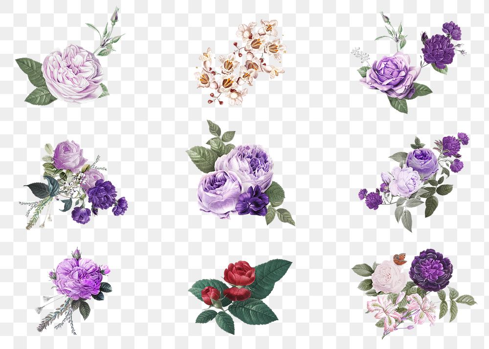 Botanical purple flowers png watercolor hand drawn collection