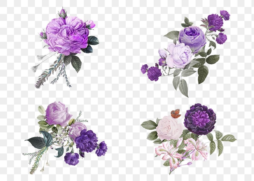 Elegant flower purple roses png watercolor illustration set