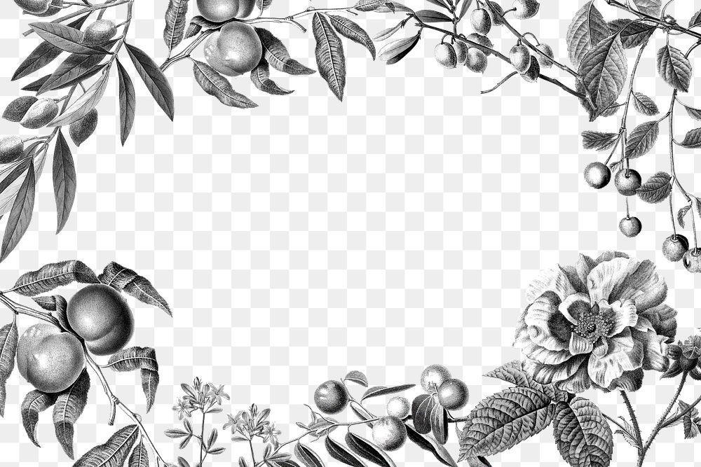 Png frame botanical rose and fruits vintage black and white illustration