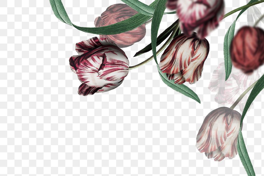 Png tulip border transparent background