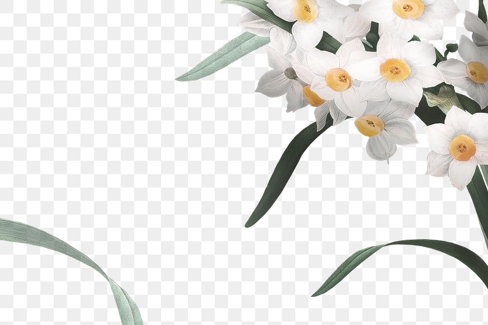 Png Easter border with daffodil on transparent background